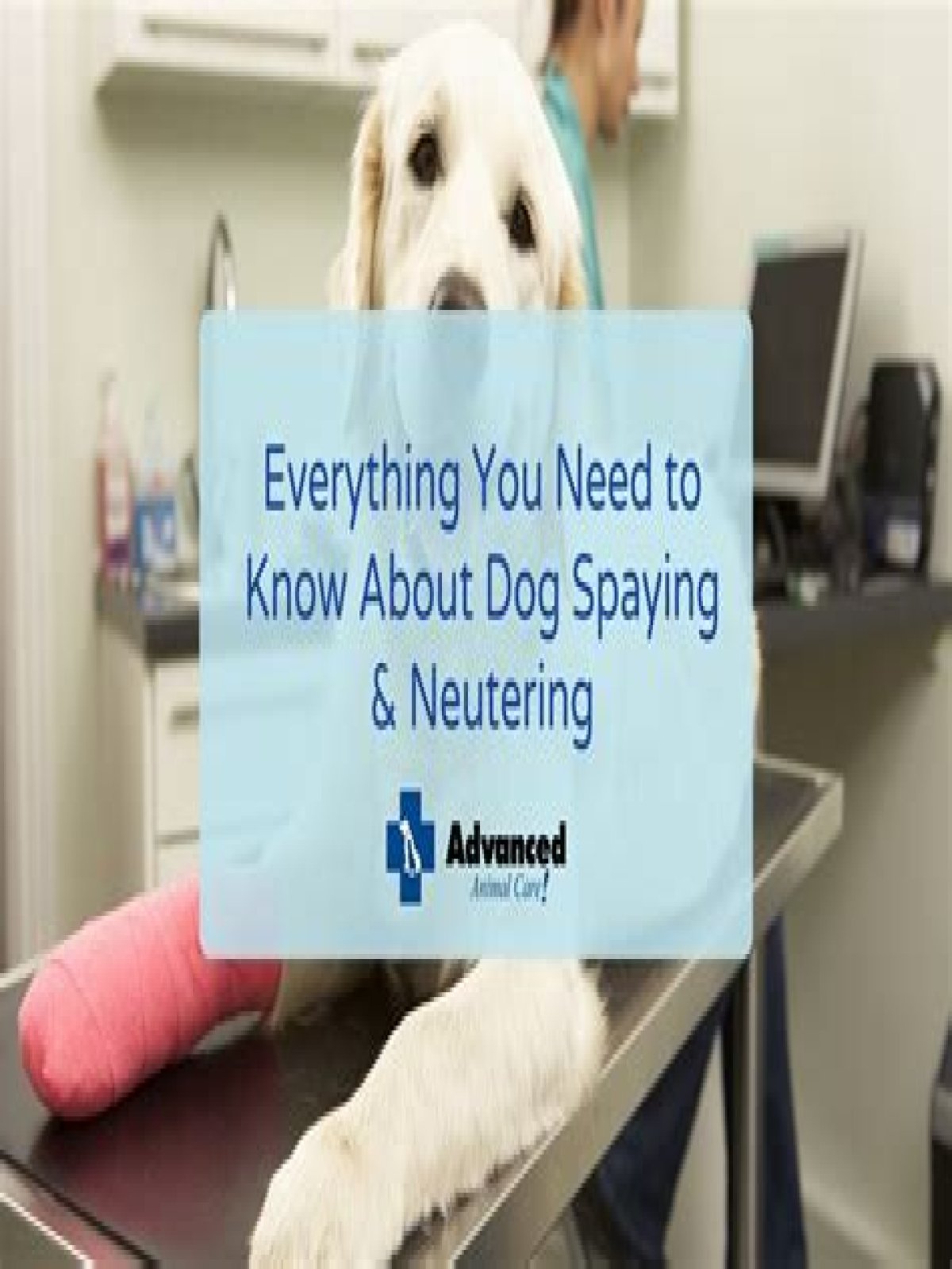 Do female dogs still smell after spaying?