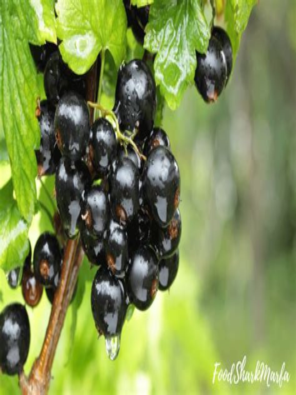 Does asda sell blackcurrants?