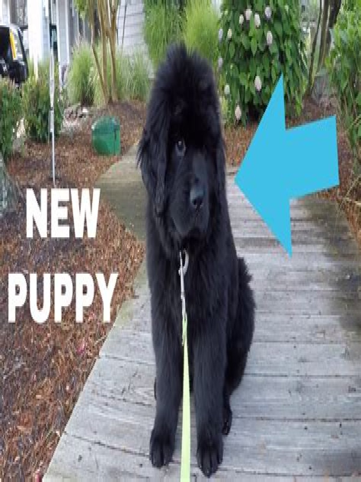 How much does an 8 week old Newfoundland puppy weigh?