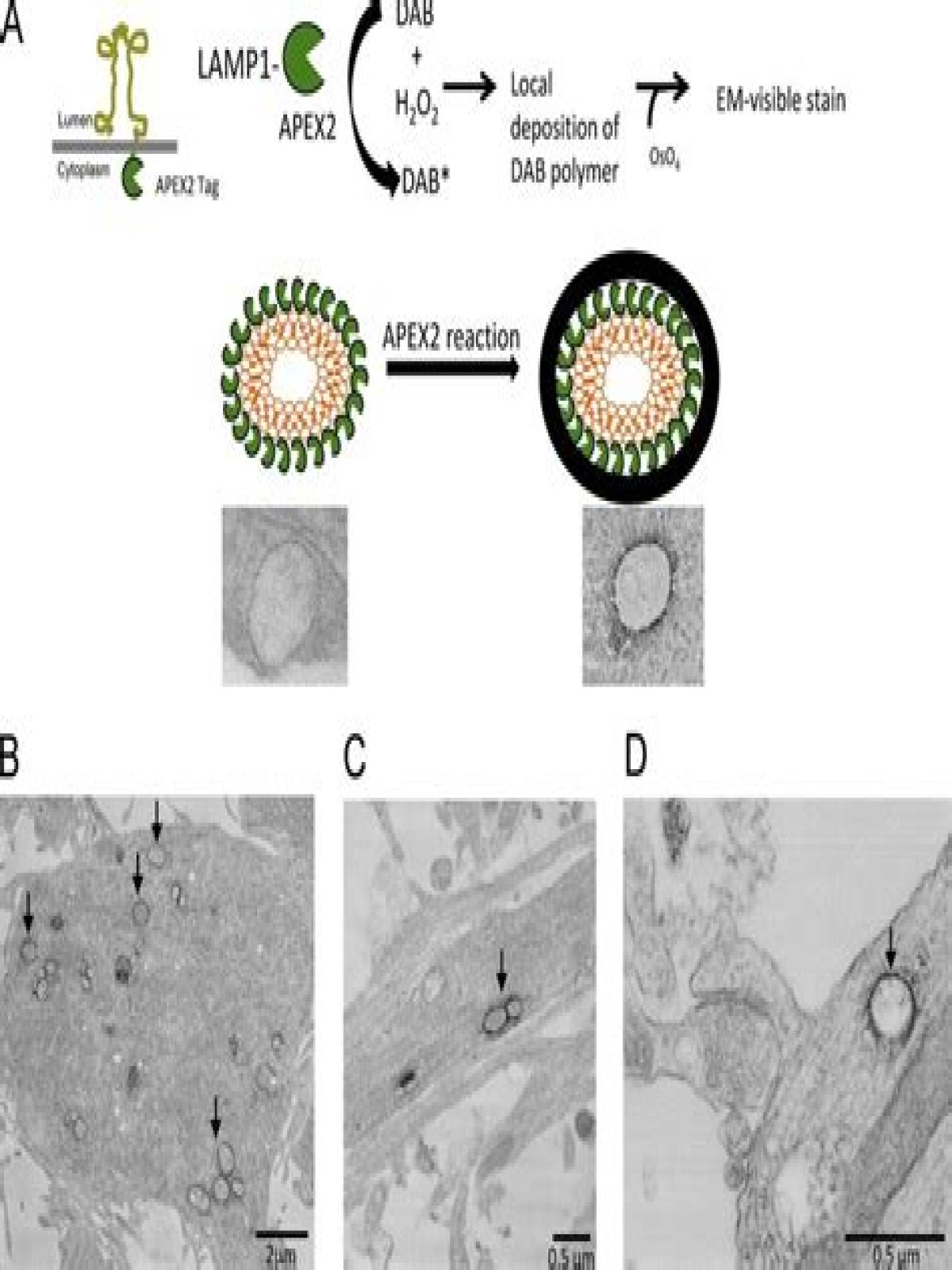 Is LAMP1 lysosome specific?