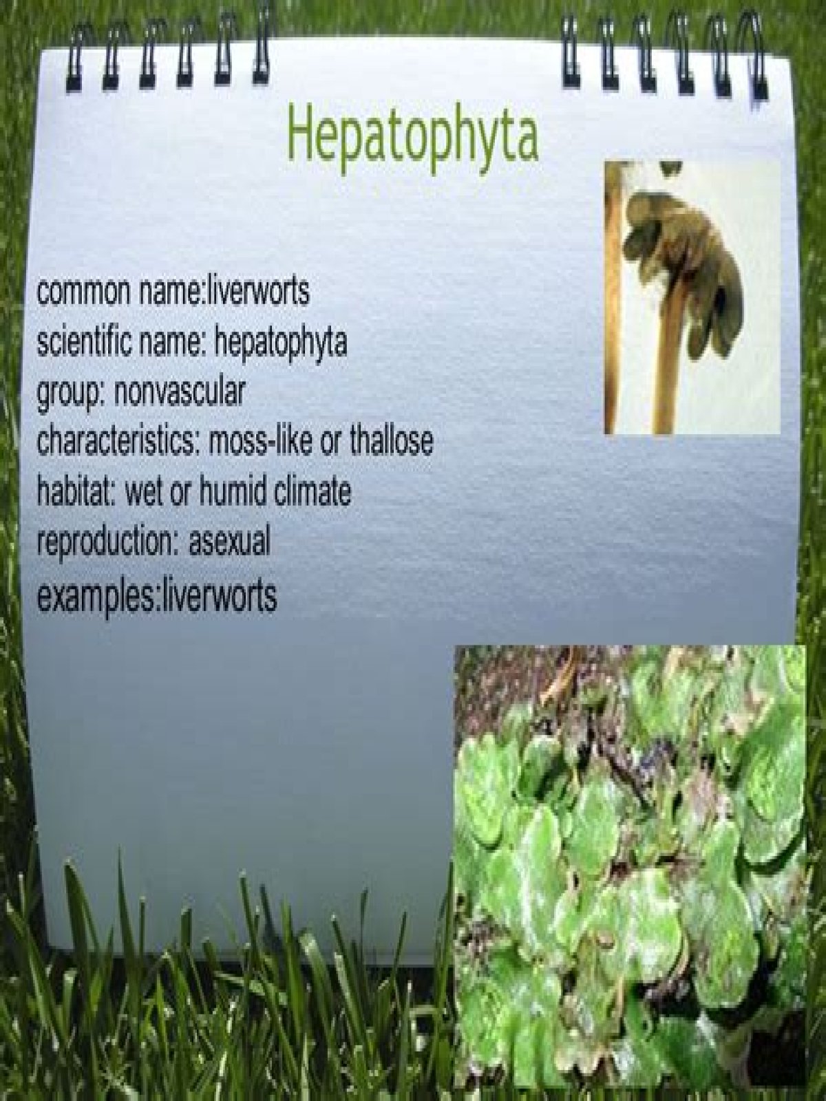 What are the characteristics of Hepatophyta?
