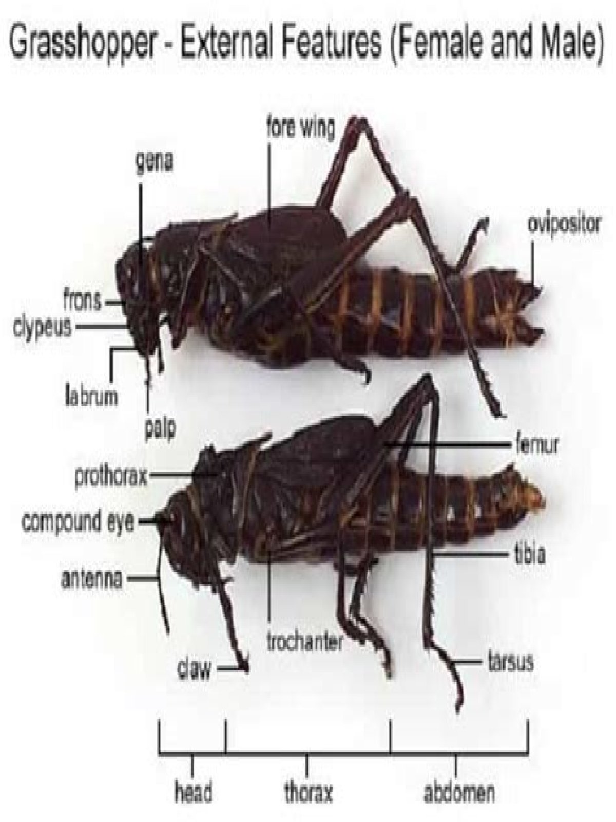 What are the external features of grasshopper?