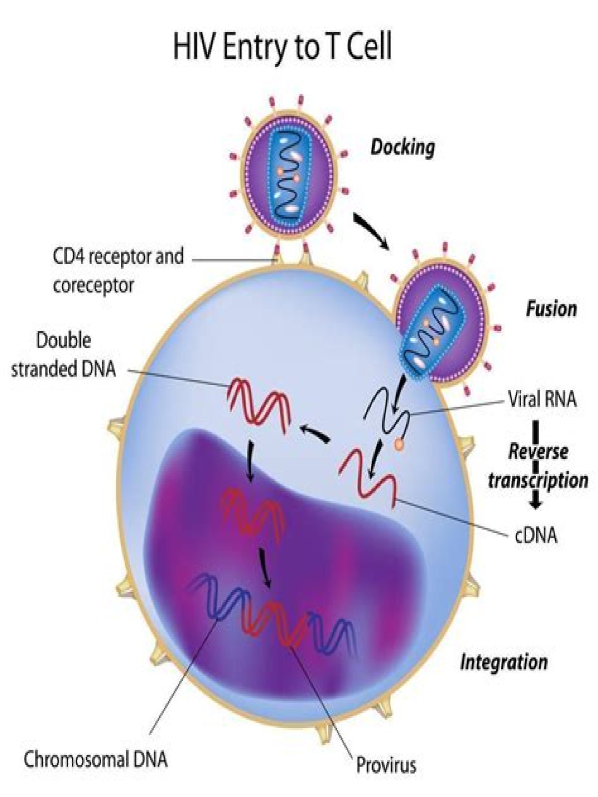 What happens when HIV attacks T cells?