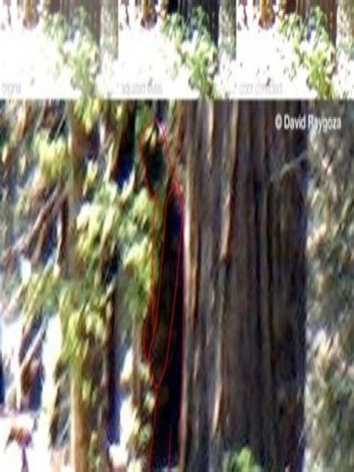 What is the most recent sighting of Bigfoot?