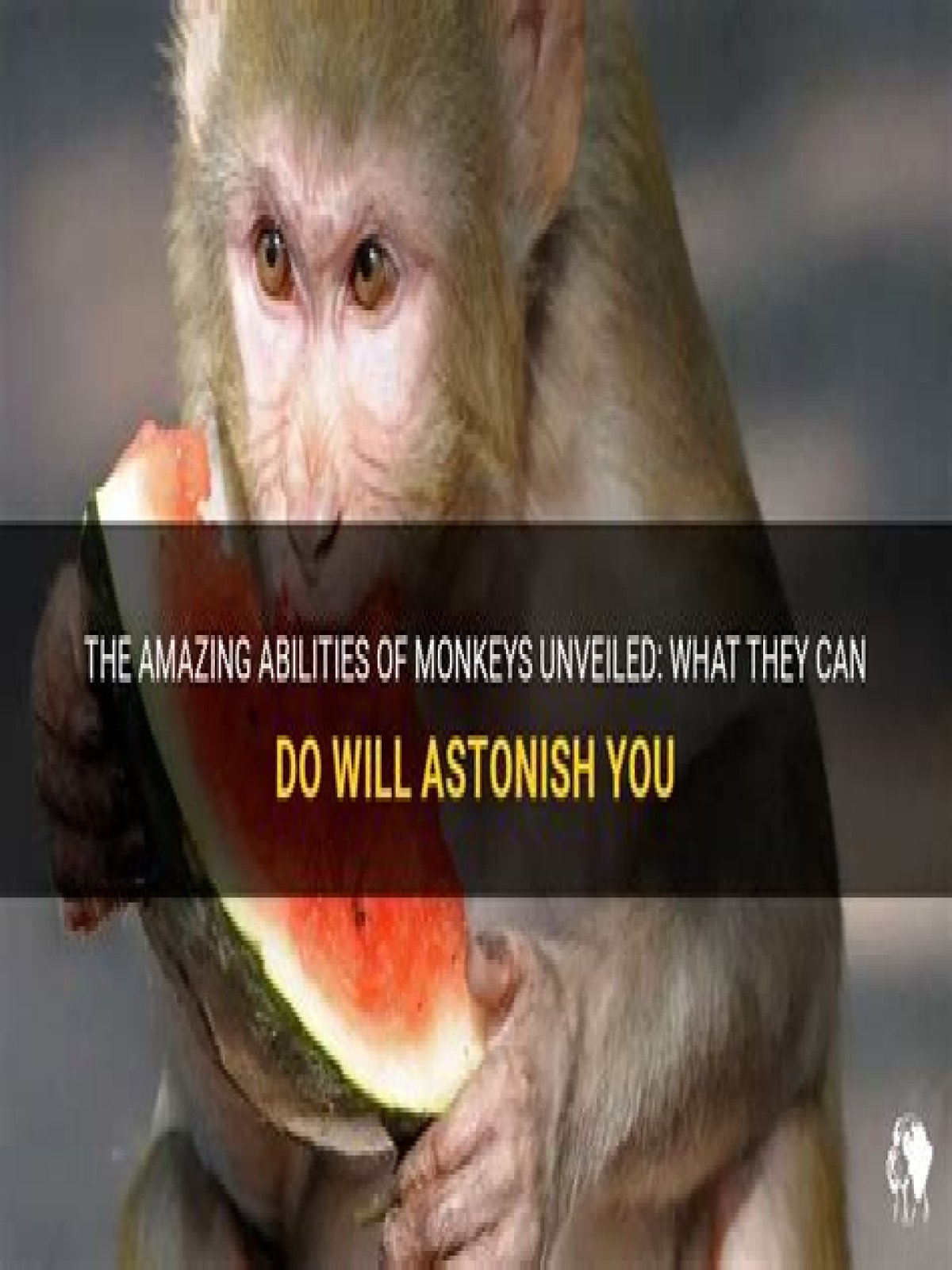 What smart things can monkeys do?