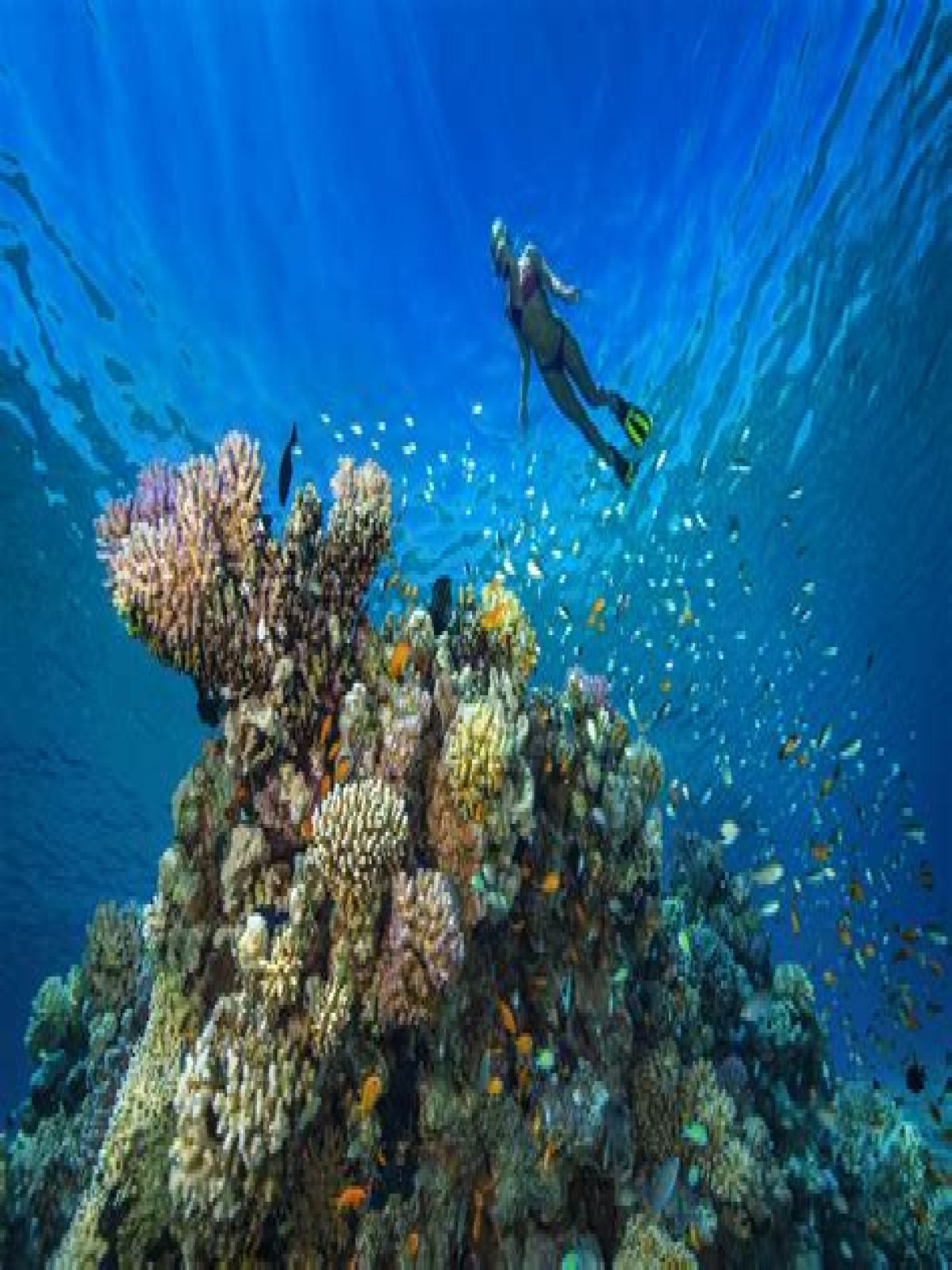 Where is the best diving in Egypt?